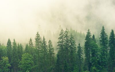 Energy requalification projects for companies: Simplifhy’s support