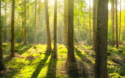 Hydrogen storage for off-grid systems