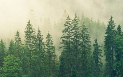 Simplifhy at NetZero 2025 Milan: innovations for a zero-emission world